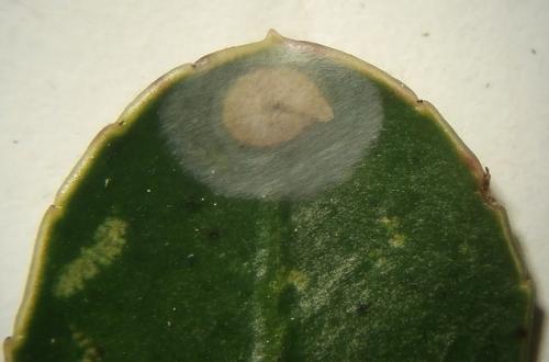 Réf. 226 490 : Bucculatrix alaternella