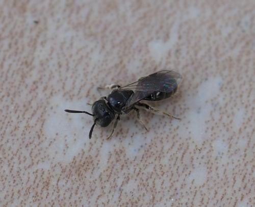 Lasioglossum sp.