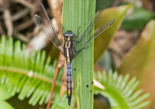 Orthetrum glaucum