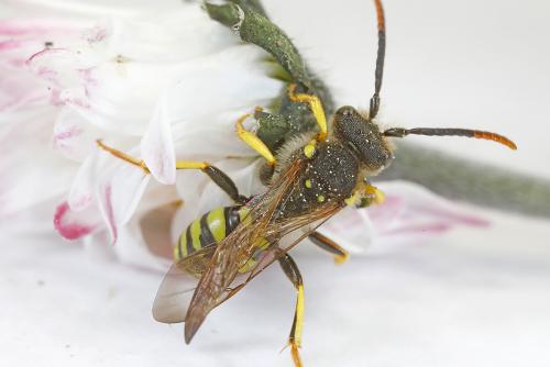 Nomada succincta