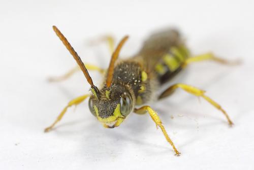 Nomada succincta