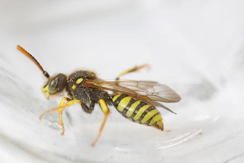 Nomada succincta