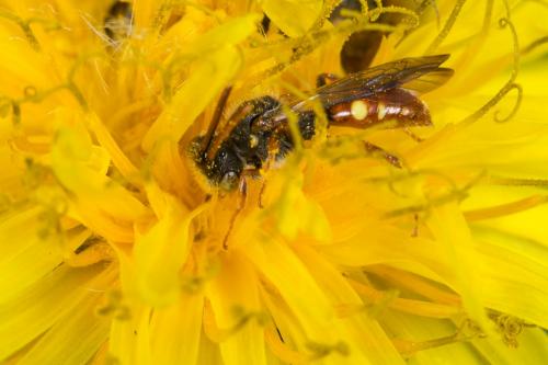 Nomada sp.