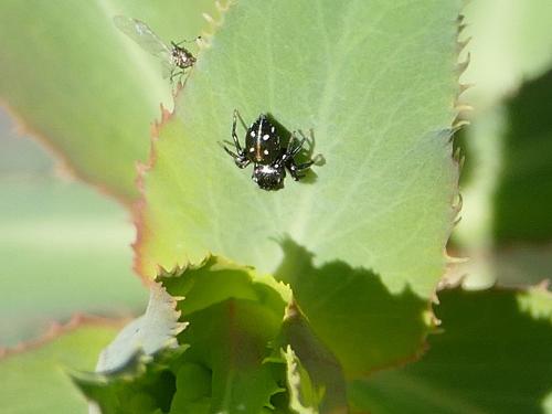 Réf. 226 469 : Heliophanus kochii