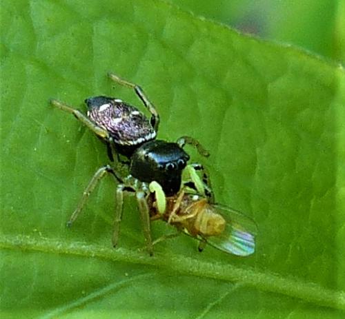 Réf. 226 215 : Heliophanus cupreus