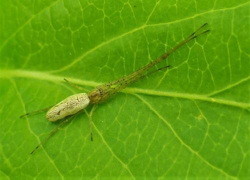 Tetragnatha sp.