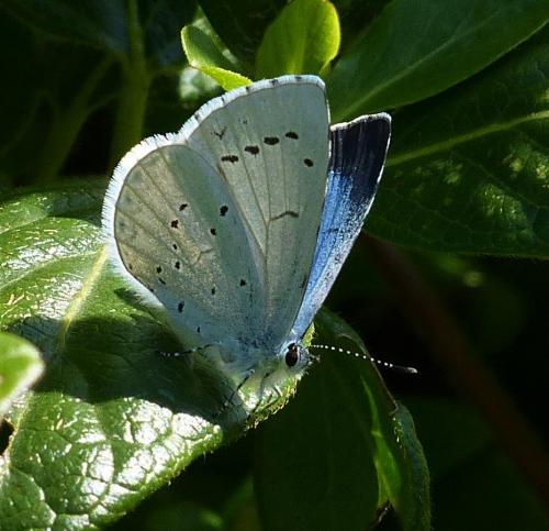 Réf. 226 099 : Celastrina argiolus