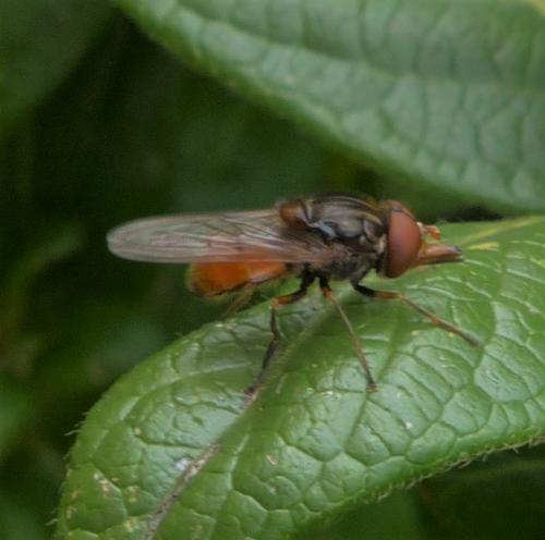 Réf. 226 107 : Rhingia campestris