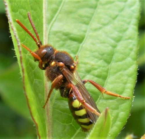 Réf. 226 122 : Nomada lathburiana