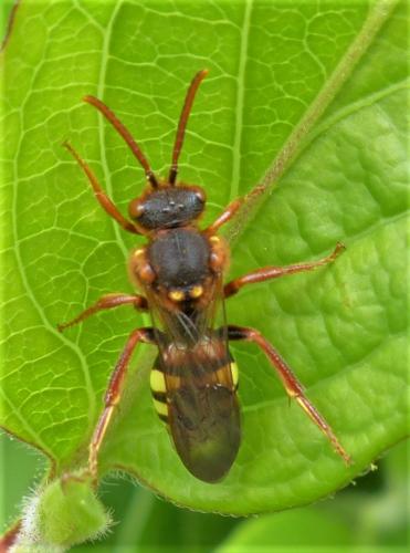 Réf. 226 124 : Nomada lathburiana