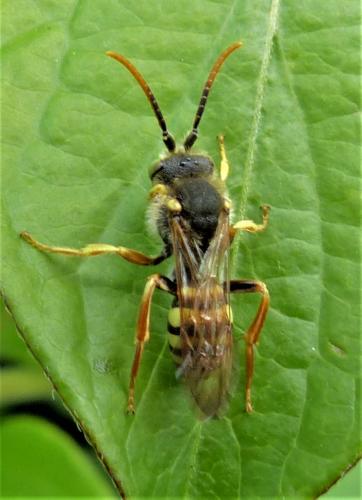 Réf. 226 121 : Nomada lathburiana