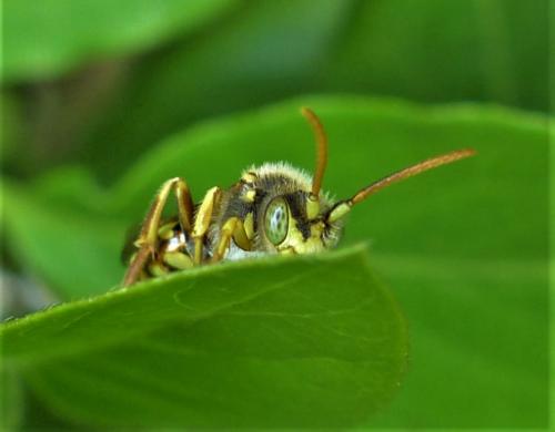 Réf. 226 125 : Nomada lathburiana