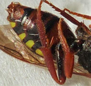 Réf. 226 134 : Nomada lathburiana