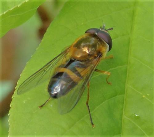 Réf. 226 212 : Epistrophe eligans