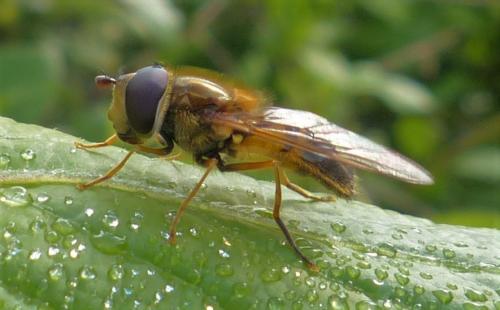 Réf. 226 213 : Epistrophe eligans