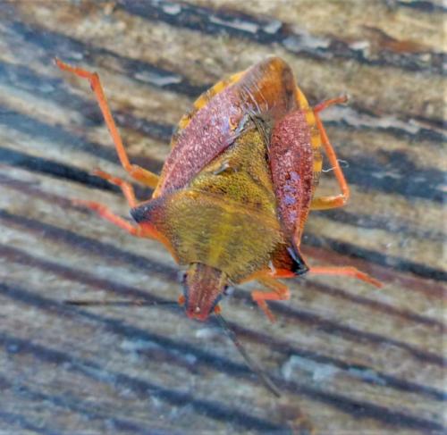 Carpocoris mediterraneus atlanticus