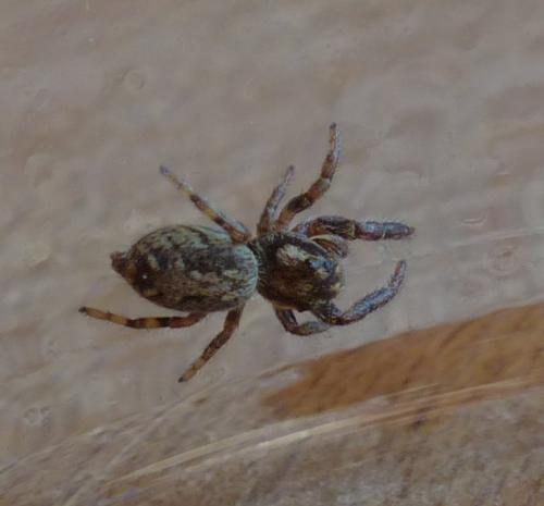 Macaroeris nidicolens