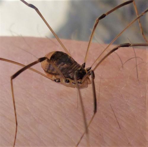 Réf. 226 345 : Leiobunum blackwallii