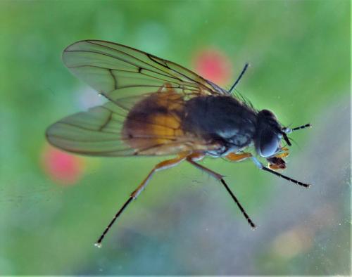 Phaonia subventa