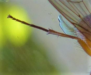Phaonia subventa