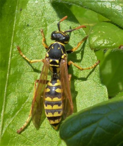 Polistes dominula