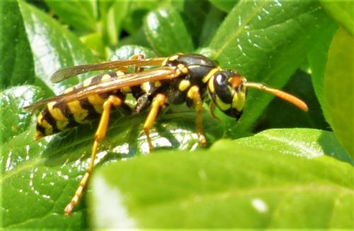 Réf. 226 393 : Polistes dominula