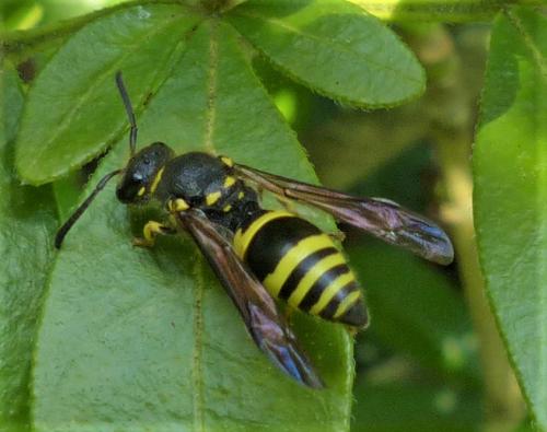 Réf. 226 423 : Ancistrocerus sp.