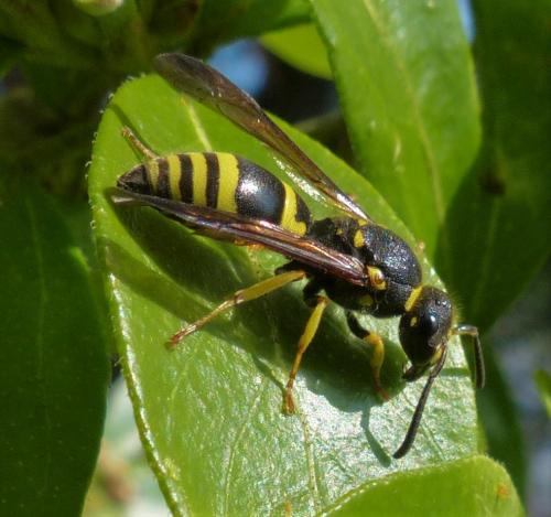 Réf. 226 424 : Ancistrocerus sp.
