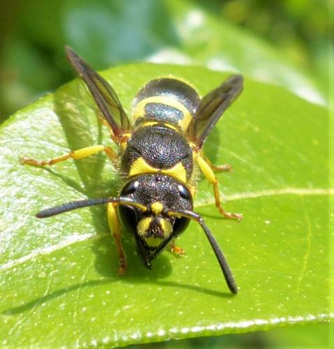 Réf. 226 425 : Ancistrocerus sp.