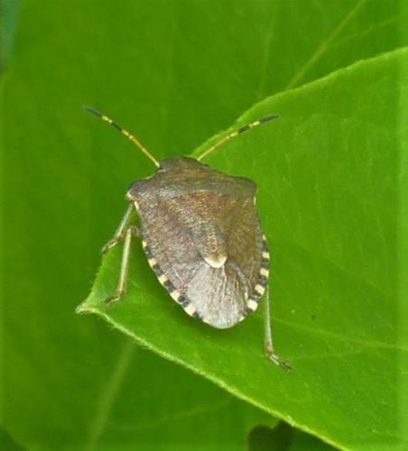 Réf. 226 422 : Peribalus strictus vernalis