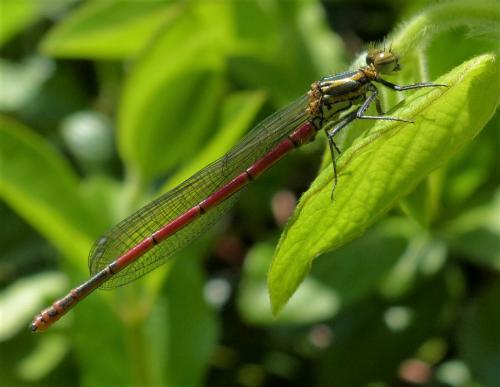 Pyrrhosoma nymphula