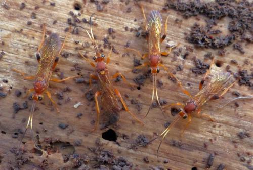 Réf. 226 489 : Lymantrichneumon disparis