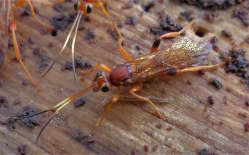 Lymantrichneumon disparis