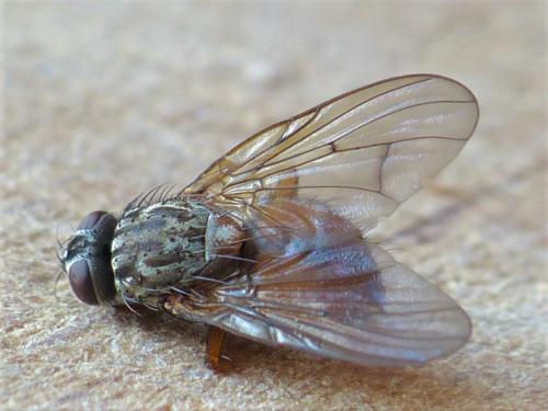 Réf. 226 506 : Phaonia subventa