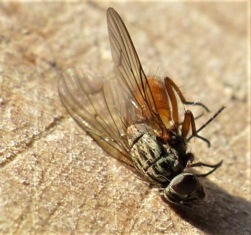 Phaonia subventa