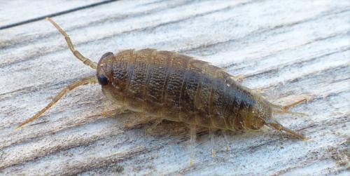 Réf. 226 599 : Ligia oceanica
