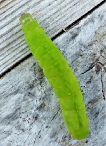 Réf. 226 616 : Phlogophora meticulosa