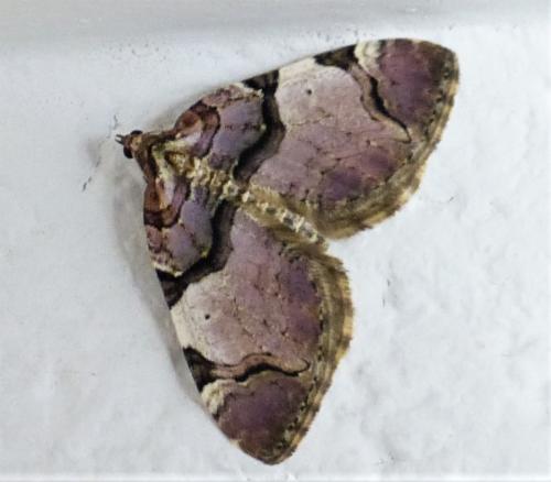 Réf. 226 746 : Anticlea derivata