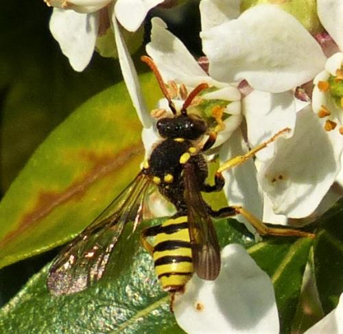 Nomada sp.