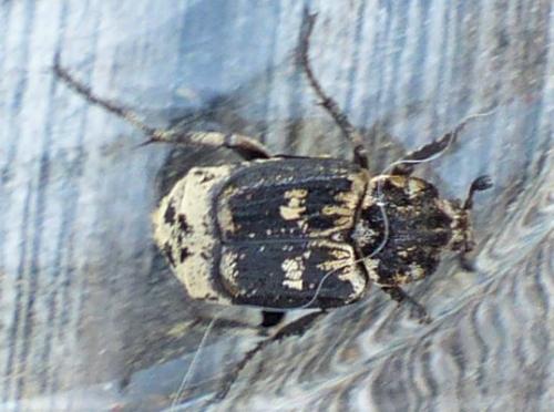 Valgus hemipterus