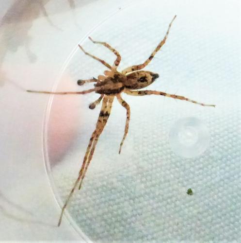 Anyphaena accentuata