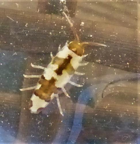 Idotea balthica