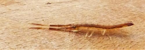 Idotea linearis