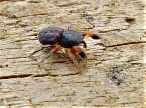 Réf. 226 928 : Ballus rufipes