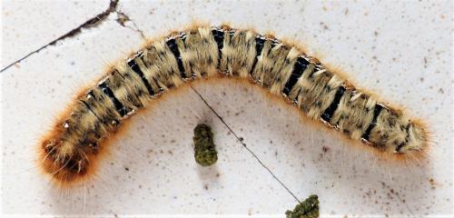 Lasiocampa quercus