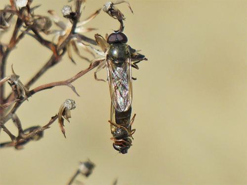 Cheilosia sp.