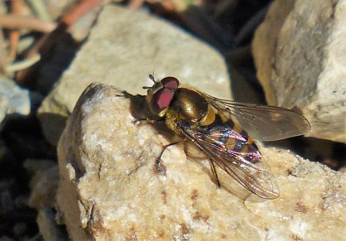 Réf. 226 439 : Parasyrphus sp.