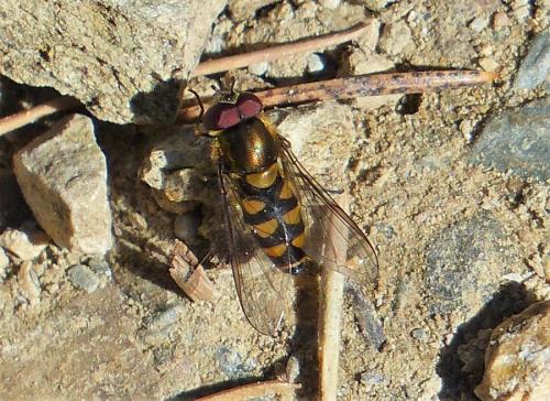 Parasyrphus sp.