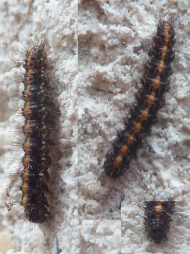 Euplagia quadripunctaria