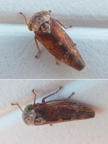 Acericerus sp.